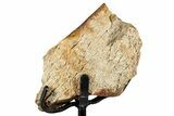 Fossil Triceratops Rib Section w/ Metal Stand - South Dakota #354361-2